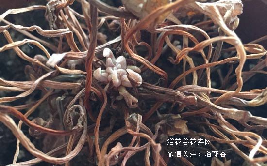仙客来休眠期图片