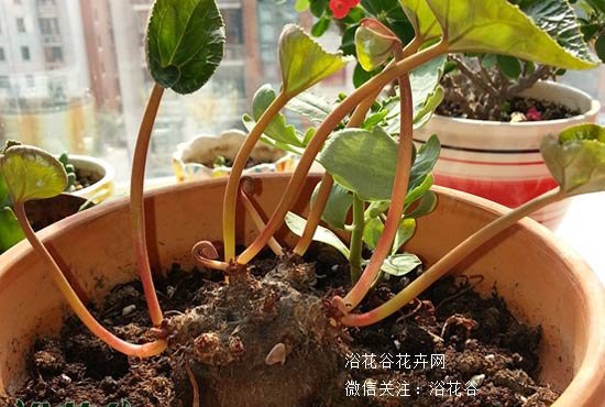 仙客来休眠期图片