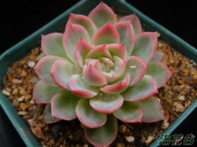 多肉植物紫罗兰皇后介绍 紫罗兰皇后图片欣赏