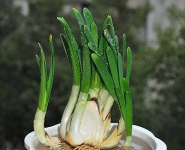 如何养水仙花 水仙花怎么养
