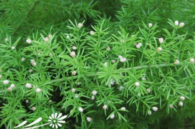 天门冬茎叶易变黄原因探究 天门冬为什么茎叶容易变黄