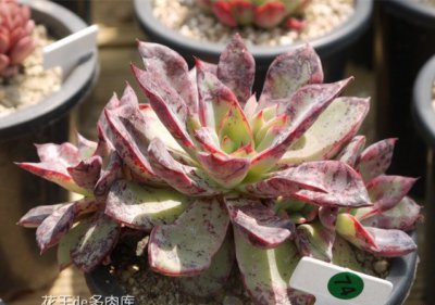 多肉里加详解 里加图片欣赏