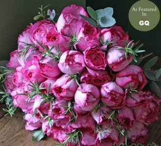 伊芙系列月季 46 个品种 伊芙系列月季【46个品种】