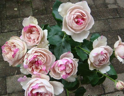 伊芙系列月季【46个品种】