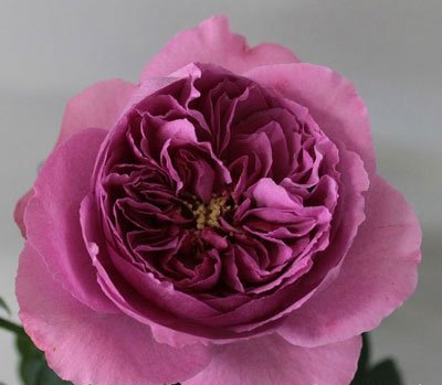 伊芙系列月季【46个品种】