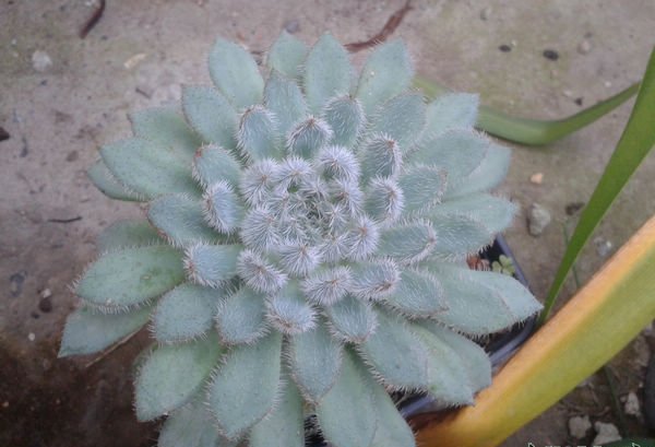 青渚莲图片三