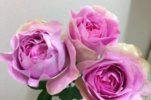 伊芙系列月季【46个品种】