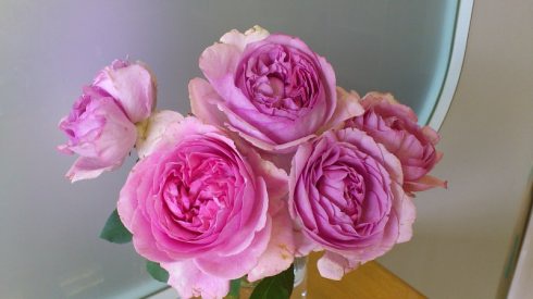 伊芙系列月季【46个品种】