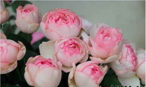 伊芙系列月季【46个品种】