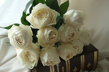 伊芙系列月季【46个品种】