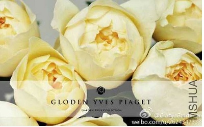 伊芙系列月季【46个品种】