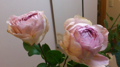 伊芙系列月季【46个品种】