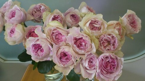 伊芙系列月季【46个品种】