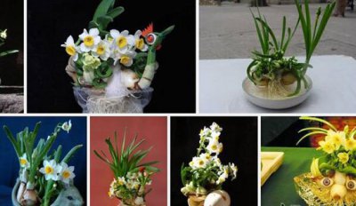 水仙花雕刻之缘由 水仙花为什么要雕刻