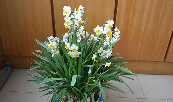 水仙花为什么要雕刻