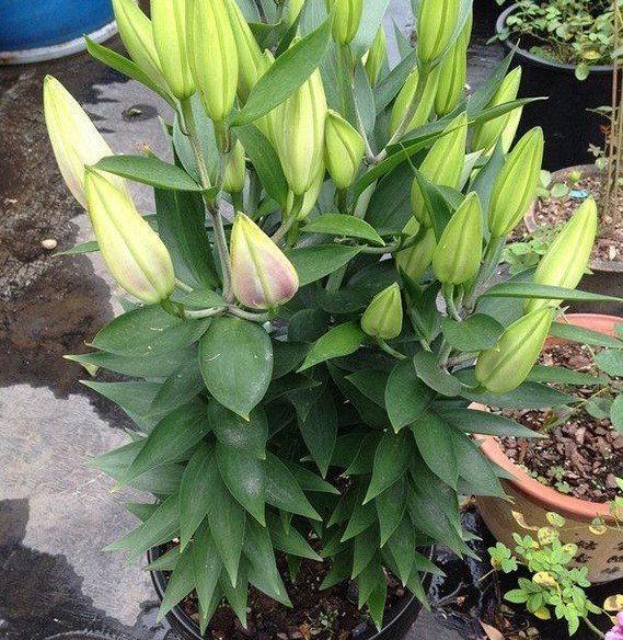 盆栽百合花后的管理方法
