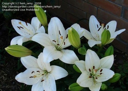 在北方百合花能越冬吗