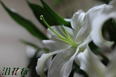 百合花蕊揪掉的原因及方法 百合花蕊揪掉原因及揪掉方法
