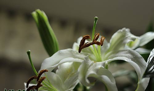 百合花蕊揪掉的原因及方法