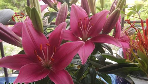 百合花期多长时间