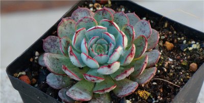 多肉植物恩西诺介绍 恩西诺图片集