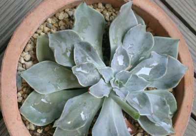 多肉植物白马王子介绍 白马王子图片