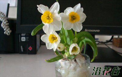 水仙花什么时候开花 水仙花开花时间是什么时候？