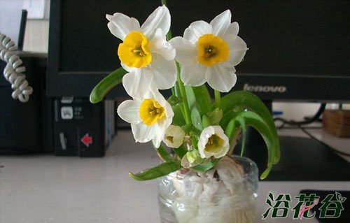 水仙花什么时候开花