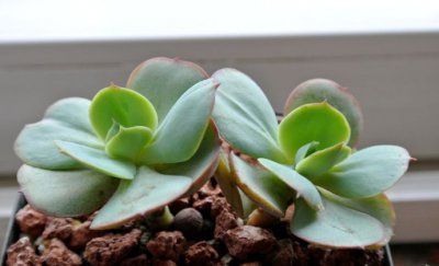 多肉植物碧桃介绍 碧桃图片集