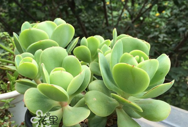 碧桃图片三