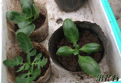 假植是什么意思 《假植的含义是什么？》