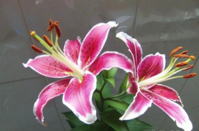 盆栽百合花能养多久 盆栽百合花的养殖时长