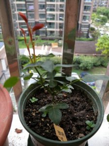 月季缓苗方法 月季怎么缓苗