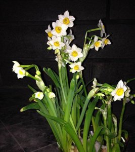 水仙花第二年能否开花？ 水仙花第二年还能开花吗