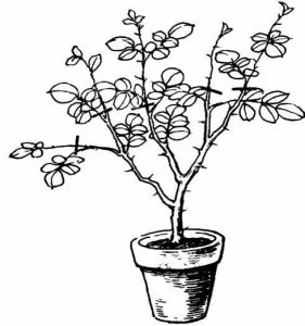 月季花修剪（图） 月季花修剪的图片展示