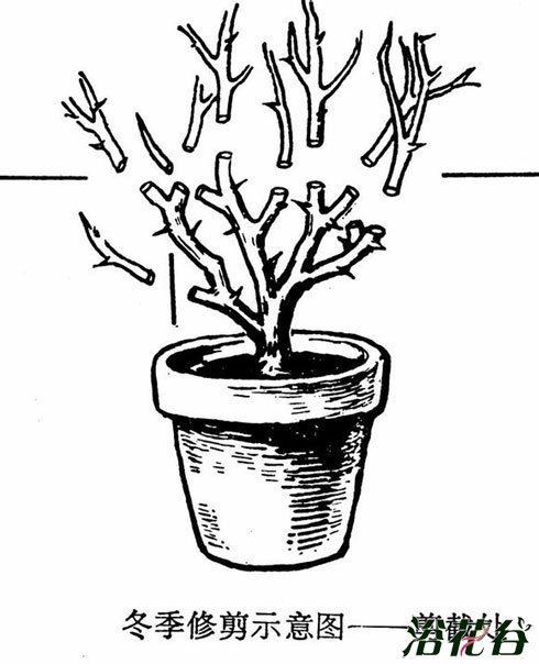 月季花修剪