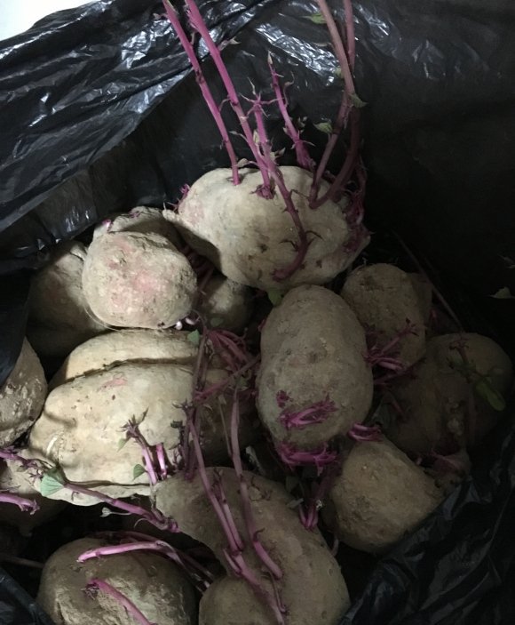 红薯在家放着出芽了还能吃吗