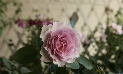 月季花新浪潮介绍 新浪潮照片图