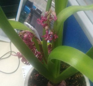 风信子花谢了怎么办 风信子花谢后如何处理