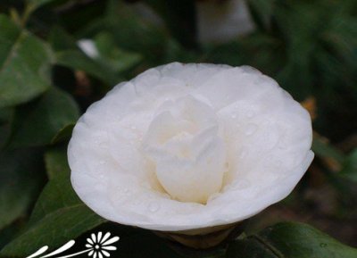 盆栽茶花如何巧度雨季 《盆栽茶花巧渡雨季的妙招》