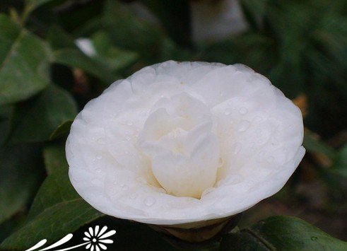 盆栽茶花如何巧度雨季
