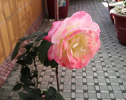 怎样养月季花