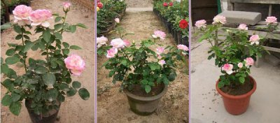 盆栽月季花的冬季管理 冬季如何管理盆栽月季花