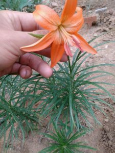 食用百合花朵图片展示 食用百合开什么样的花图片