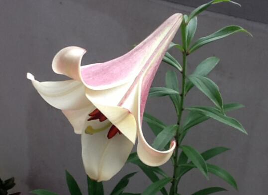 食用百合开什么样的花图片