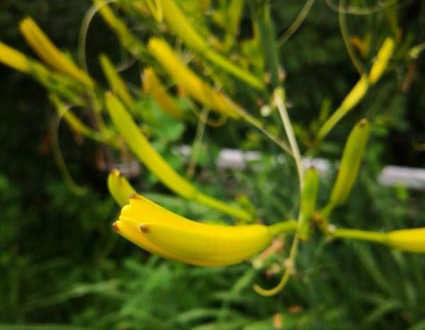 生的黄花菜怎么处理