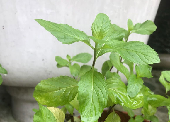 薄荷泡茶喝有什么好处