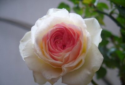 月季花小魔女甜心éé讲解 小魔女甜心éé长什么样图