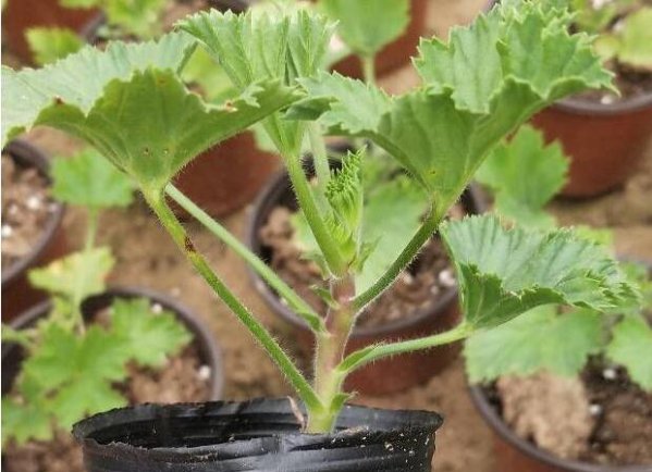 大花天竺葵小苗如何打顶