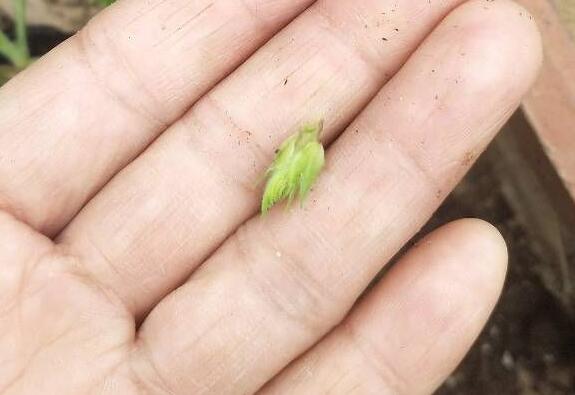 大花天竺葵小苗如何打顶